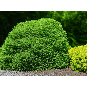 Kryptoméria japonská (Cryptomeria japonica) 'LITTLE CHAMPION', výška: 15-25 cm, ø 20-30 cm, kont. C3L (-23 °C) 
